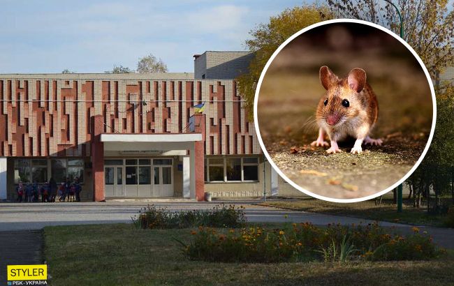Нашествие мышей: школьники в Луцке ловят грызунов руками и выбрасывают в окно