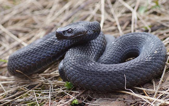 В Карпатах четверо человек госпитализировали в реанимацию из-за укуса змеи