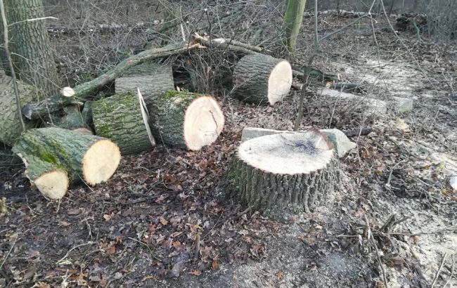 В одному з парків Києва нещадно рубають ліс: пройшли перші "розбірки" (фото)