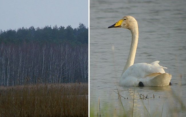 Аномальная зима в Чернобыле: появились фото уникальных животных