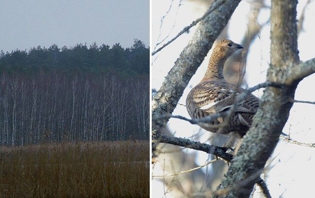 Чернобыльская зона 2020: на фото попали уникальные животные