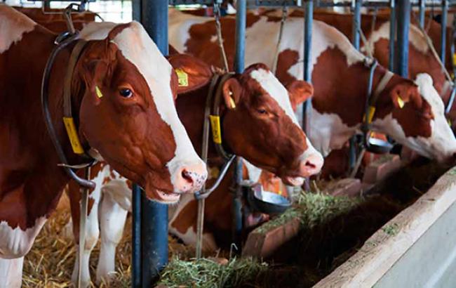 Поголовье КРС в Украине в ноябре сократилось на 2,7% - до 4,6 млн голов, - Госстат