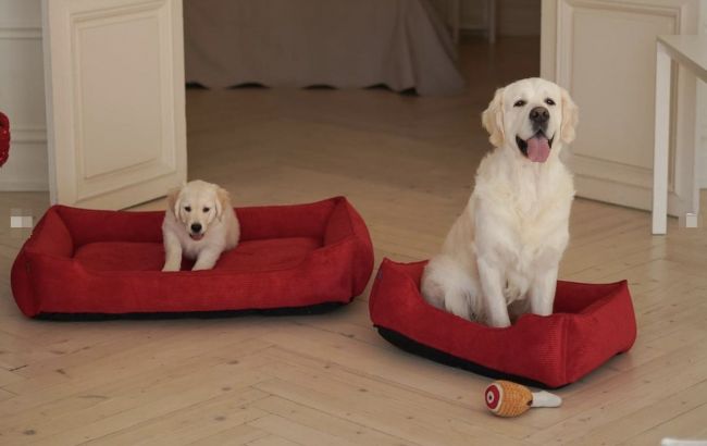 5 Етапів підготовки до появи домашніх тварин