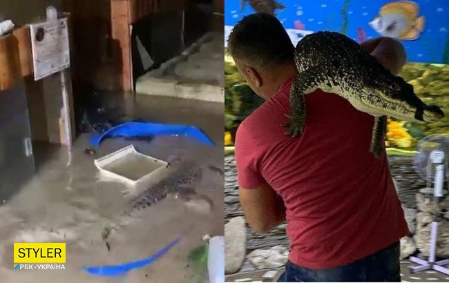 В Ялте полностью затопило крокодиляриум: на свободе оказались 70 рептилий (видео)