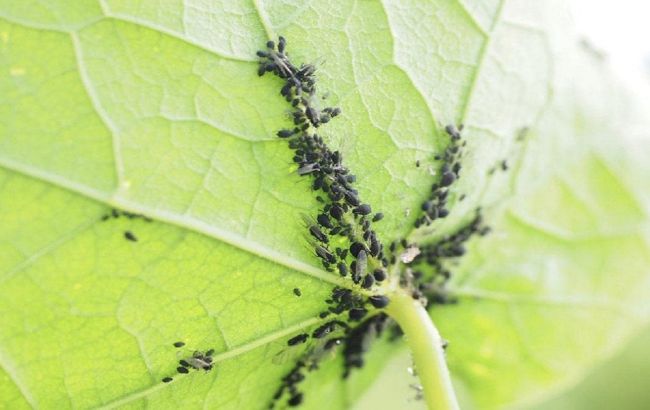 Де зимує попелиця і як не дати їй шансів у новому сезоні: врятуйте сад зараз