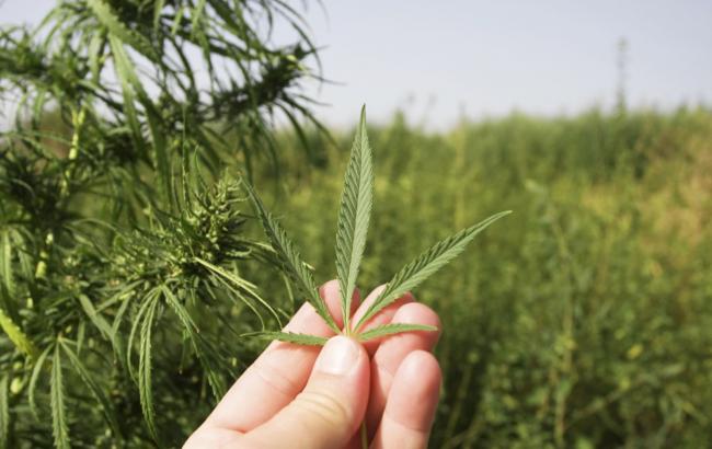 В Берлине люди вышли на демонстрацию за легализацию марихуаны