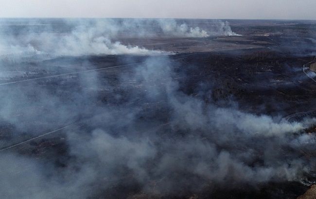 Як тварини рятувалися від вогняної стихії в Чорнобилі: потужне відео