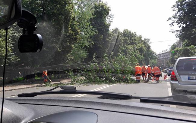В центре Киева дерево упало на три автомобиля