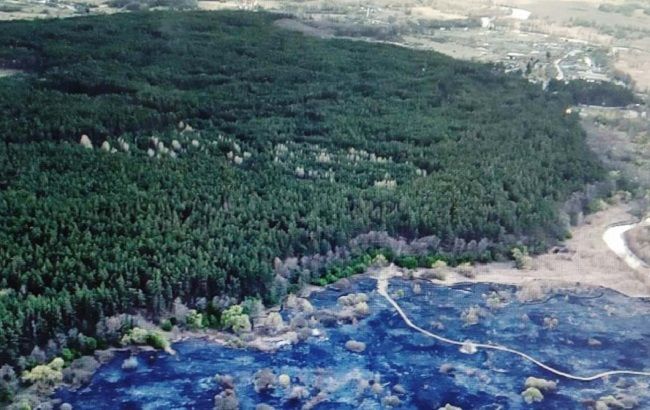 В природном парке под Сумами при пожаре погибли птицы из&nbsp;Красной книги: высиживали птенцов