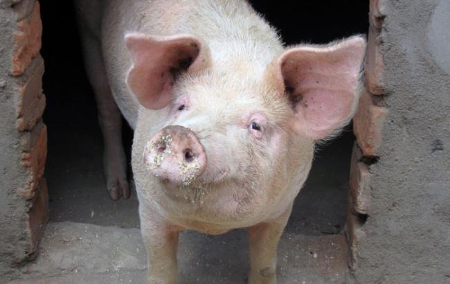 В четырех областях Украины зафиксированы вспышки АЧС