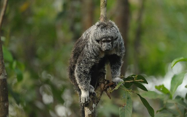 Названо возможное место начала новой пандемии