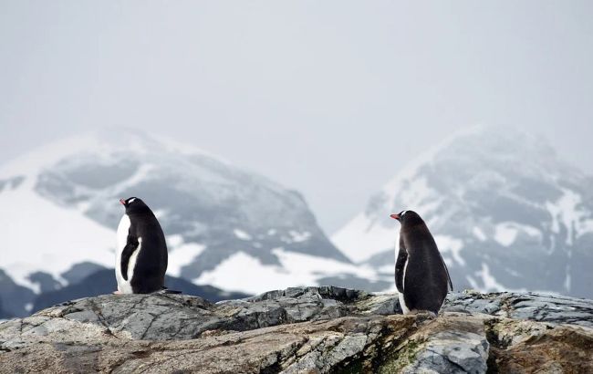 В Антарктиде зафиксировали странную аномалию: этого просто не может быть
