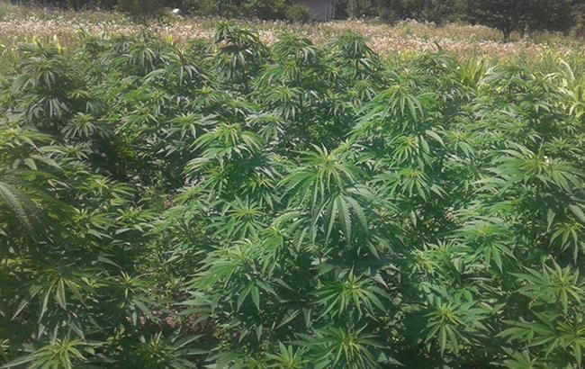 В Тернопольской обл. владелец наркоплантации, предлагал полицейскому почти 200 тыс. гривен взятки