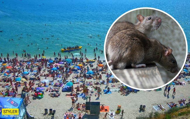 Горы мусора, крысы и гадюки: ужасы курортной Кирилловки показали в сети