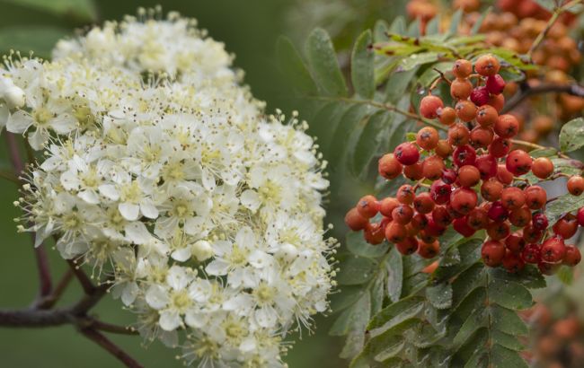 Мощный оберег для дома: какое дерево посадить возле порога на счастье и благополучие