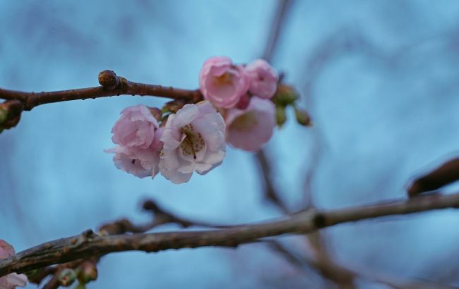 Поки в країні морози. В Мукачево розквітла "шалена" сакура (фото)