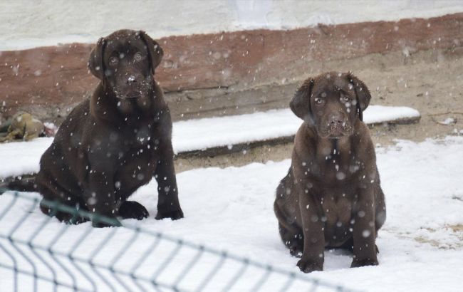 У Харкові РФ поцілила поблизу розплідника цуценят: момент вибуху потрапив на відео
