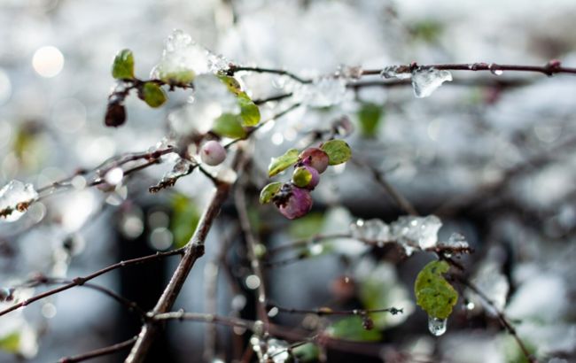Как спасти урожай от ночных заморозков без лишних затрат: 4 проверенных способа