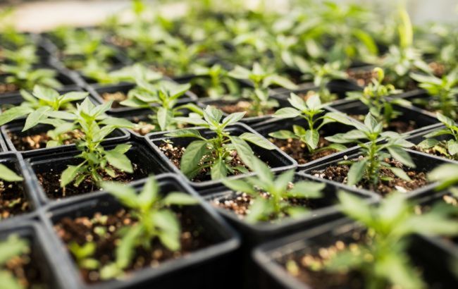 Названо головну помилку городників при посіві насіння, про яку мало хто здогадується