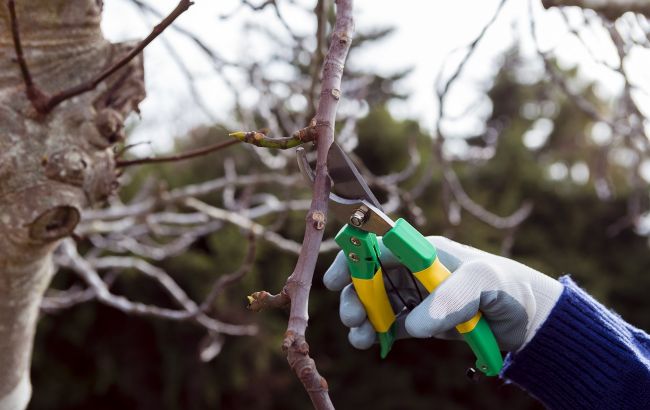 Ці рослини у саду потрібно обов'язково обрізати у лютому. "Віддячать" буйним цвітінням