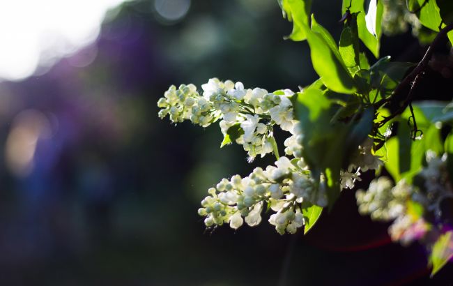 Потеплішає майже на 10 градусів: Укргідрометцентр дав прогноз на квітень