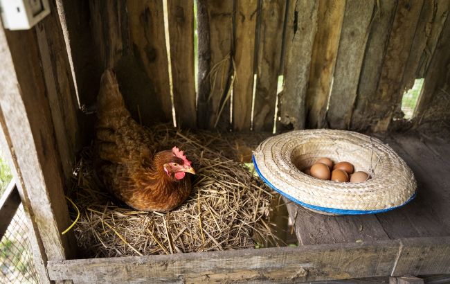 Кури погано несуться? Ці перевірені поради раз та назавжди вирішать проблему