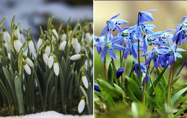 Весной все их путают: чем отличается пролисок от подснежника и за какие цветы могут наказать