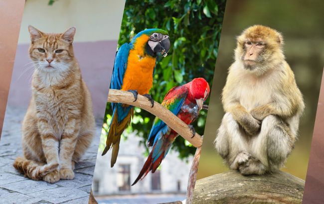Від котів у Стамбулі до папуг у Каракасі: які тварини стали візитівкою у різних країнах?