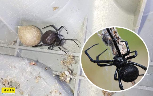Под Одессой мужчина обнаружил возле дома супер-опасное насекомое (фото)