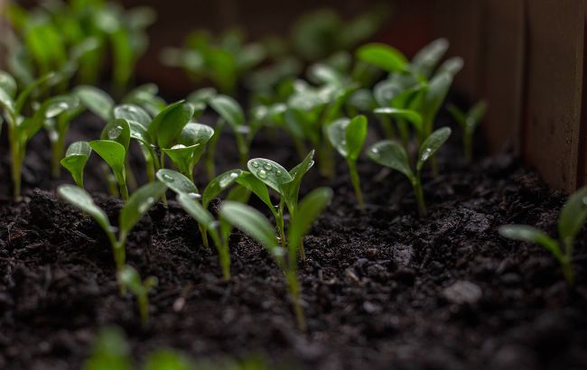 7 рослин, які можна посіяти на розсаду вже зараз