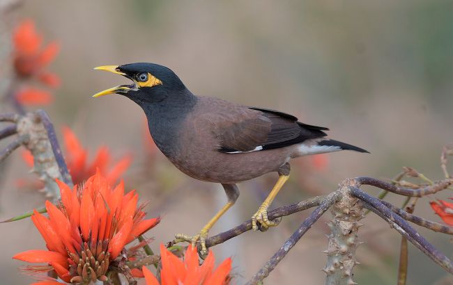 Топ-6 найрозумніших птахів: можуть говорити і здивують вас інтелектом
