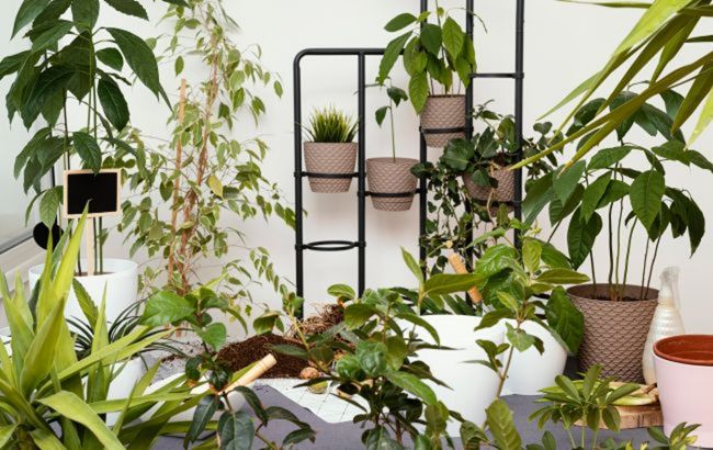 Вбережуть від стресу та притягнуть удачу. Названо кімнатні рослини, які зроблять вас щасливими