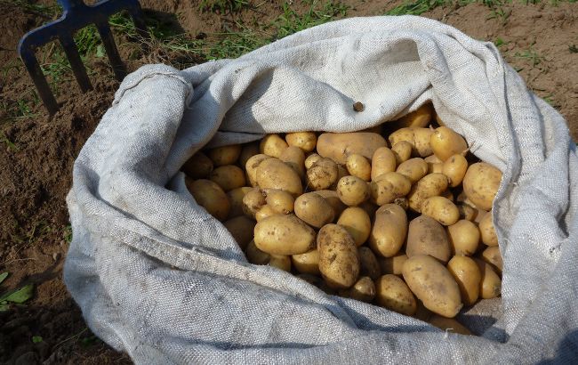 Никогда не прорастет. Назван лучший способ хранения картофеля