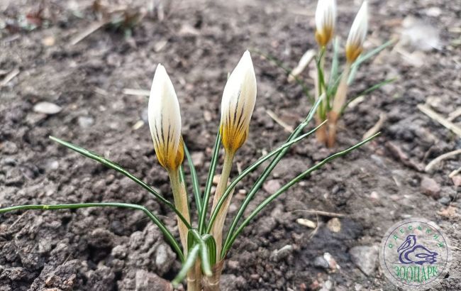 В Одеський зоопарк прийшла весна. Дивіться на перші квіти цього року (фото)