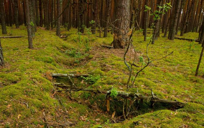 Окопи Другої світової стали домівкою для тварин: незвична знахідка в Чорнобилі (фото)