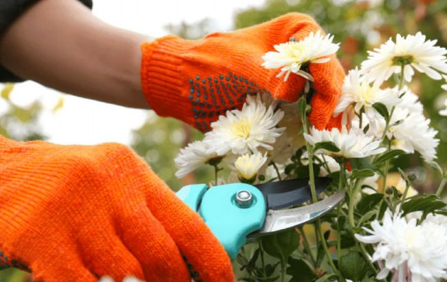 Як зберегти хризантеми взимку в саду: поради садівників