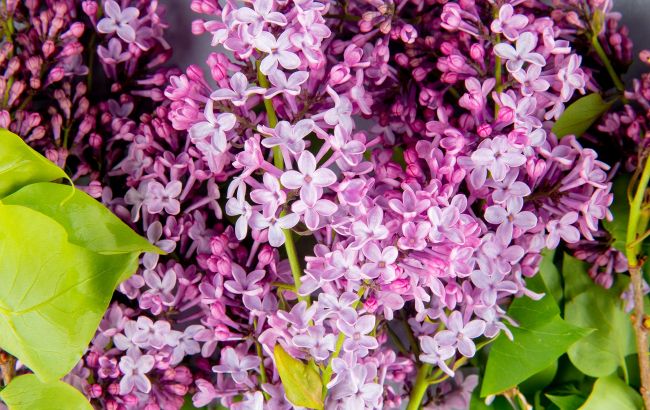 Чи можна ламати бузок без ножиць (ілюстрація: freepik.com)