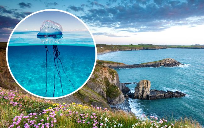 Смертоносные существа, похожие на медуз, могут заполонить популярные пляжи: вот как они выглядят