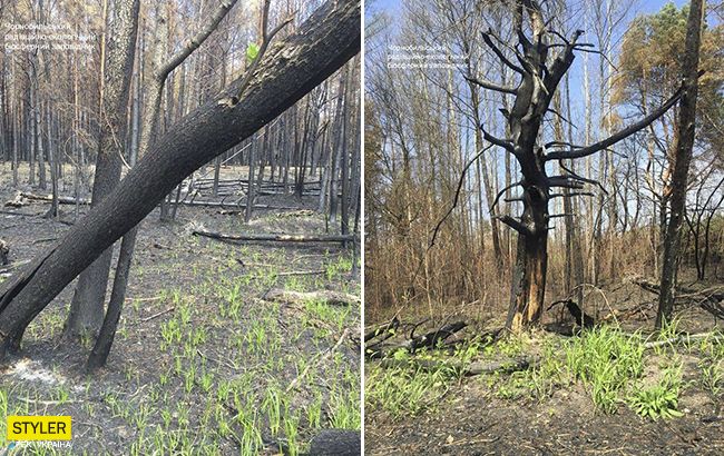 Чернобыльская зона оживает после большого пожара: появились яркие фото