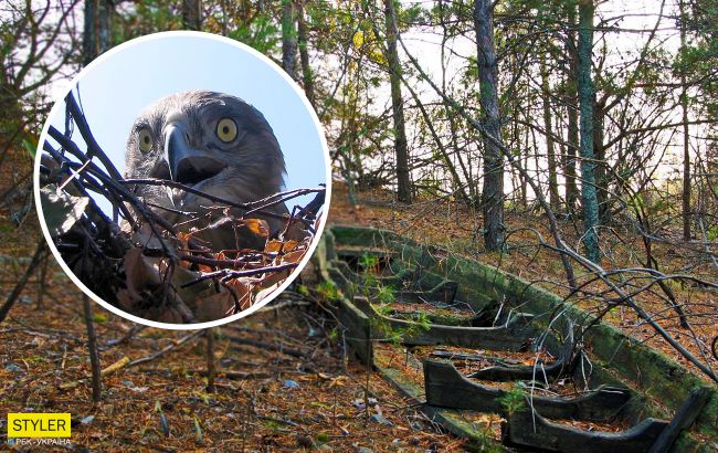 В Чернобыле показали редкостную птицу, которая проглатывает змею целиком