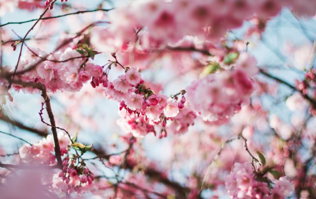 Весна будет удивлять с первого дня: где будет хорошая погода (карта)