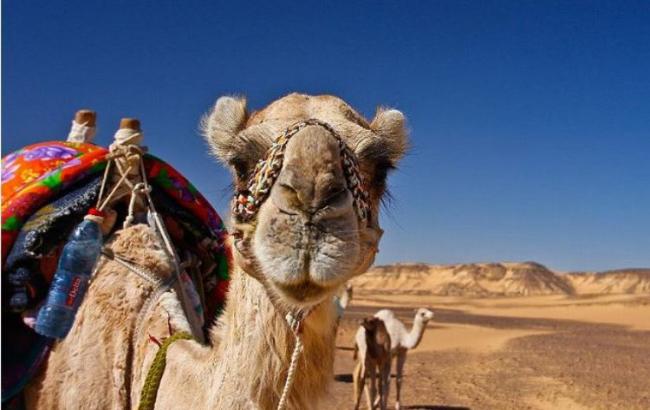 В Египте заявили о снижении турпотока на 70%