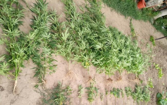 Жители Одесской области выращивали коноплю в огородах