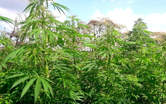 На земельном участке жителя Ровенской области обнаружили плантацию конопли