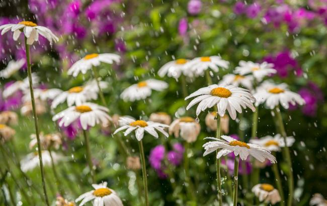 Погода на сьогодні: в Україні місцями дощі, температура до +33