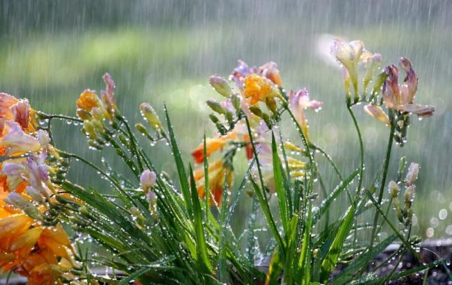 Погода на сегодня: в Украине местами дожди, температура до +35