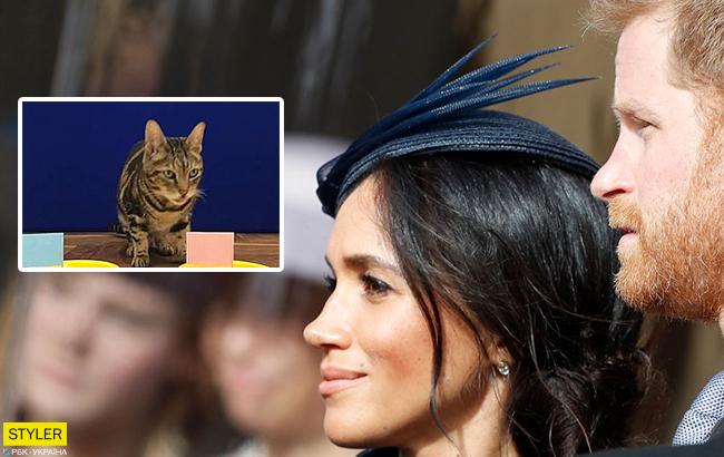 "Нет никаких сомнений!": знаменитый кот-экстрасенс угадал пол ребенка Меган Маркл и принца Гарри (видео)