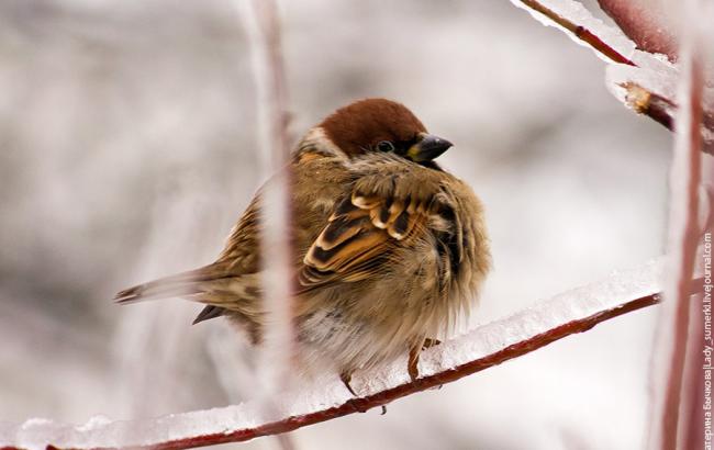 Погода на завтра: в Украине без осадков, температура снизится до -9