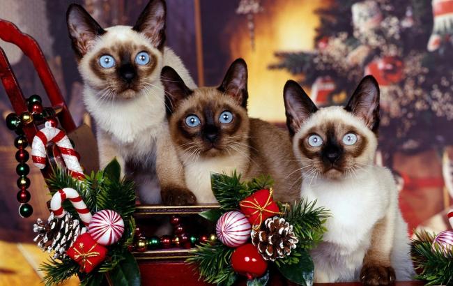 Погода на сегодня: в первый день года в Украине местами снег, температура снизится до -11