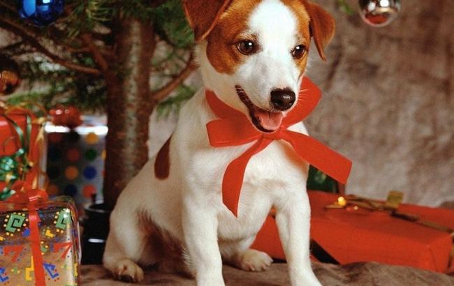 Погода на завтра: в перший день року в Україні місцями очікується сніг, температура знизиться до -11